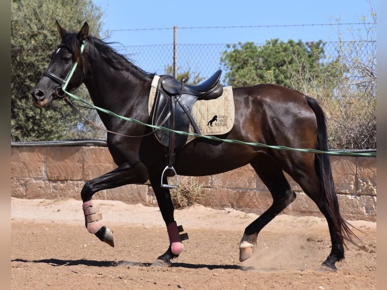 Andalusian Mare 4 years 15 hh Black in Mallorca