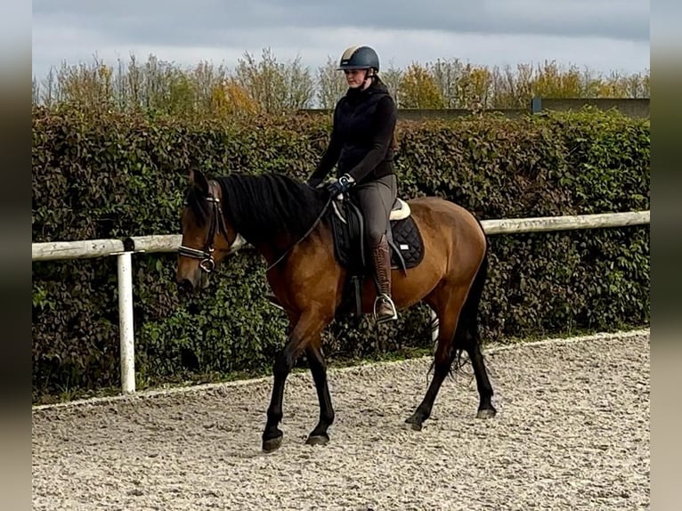 Andalusian Mare 4 years 15 hh Brown in Neustadt (Wied)