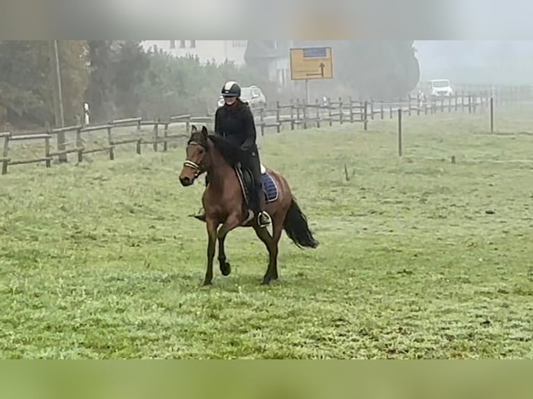 Andalusian Mare 4 years 15 hh Brown in Neustadt (Wied)