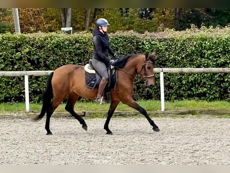 Andalusian Mare 4 years 15 hh Brown in Neustadt (Wied)