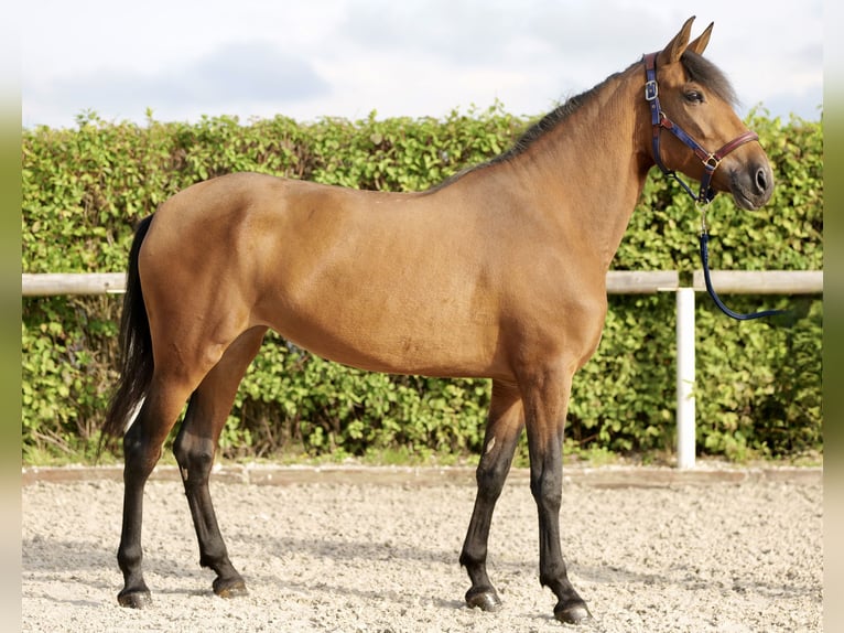 Andalusian Mare 4 years 15 hh Brown in Neustadt (Wied)