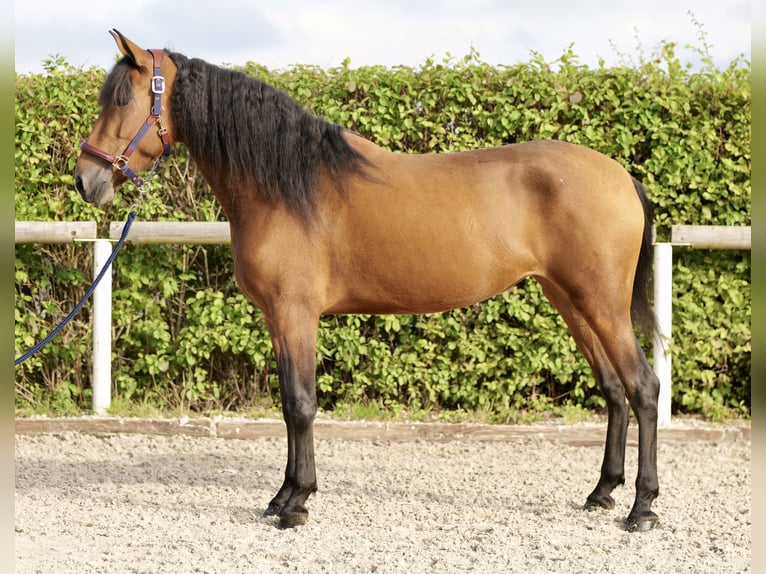 Andalusian Mare 4 years 15 hh Brown in Neustadt (Wied)