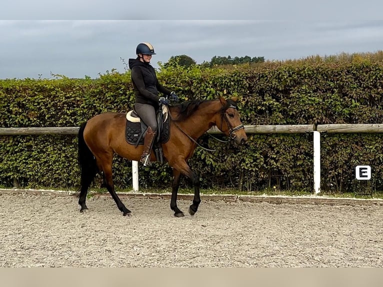 Andalusian Mare 4 years 15 hh Brown in Neustadt (Wied)