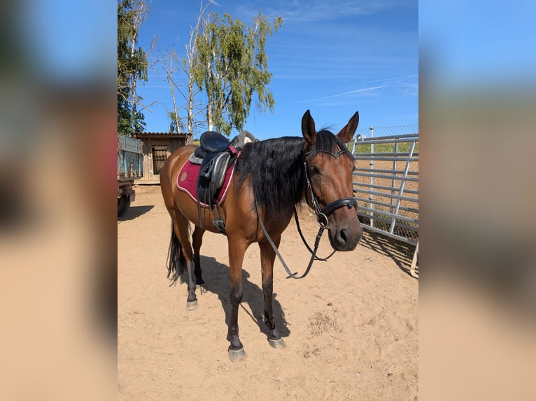 Andalusian Mare 4 years 15 hh Brown in W&#xFC;rzburg