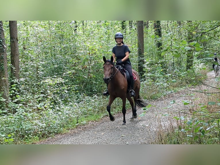 Andalusian Mare 4 years 15 hh Brown in W&#xFC;rzburg