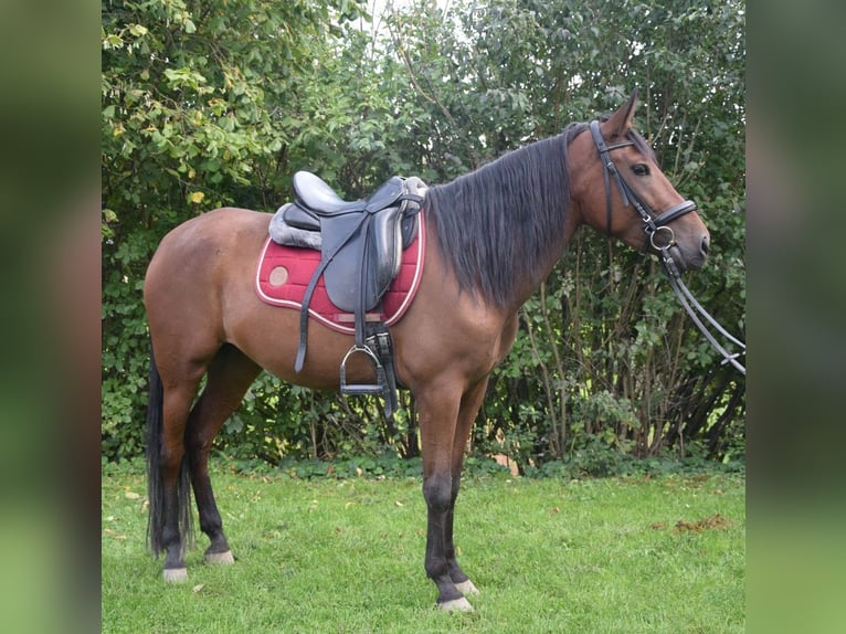 Andalusian Mare 4 years 15 hh Brown in W&#xFC;rzburg
