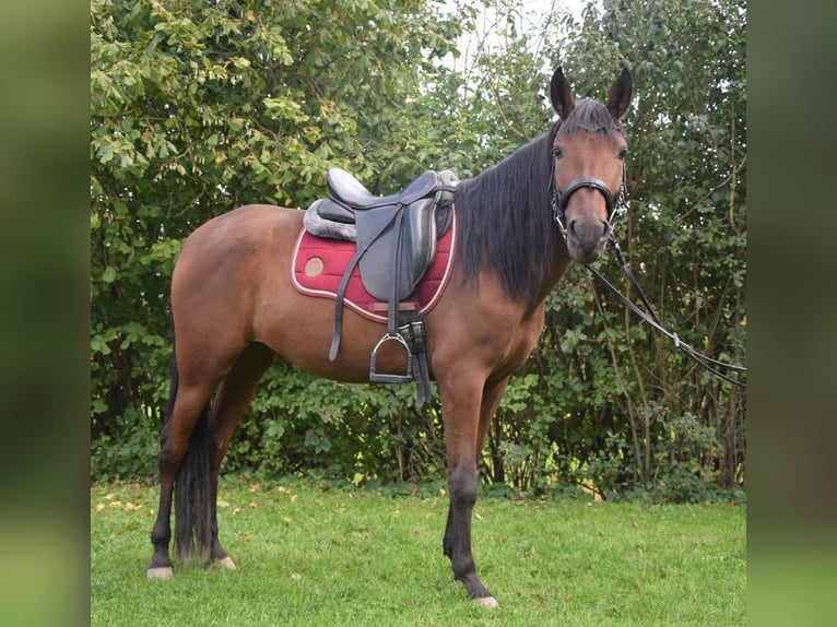 Andalusian Mare 4 years 15 hh Brown in W&#xFC;rzburg