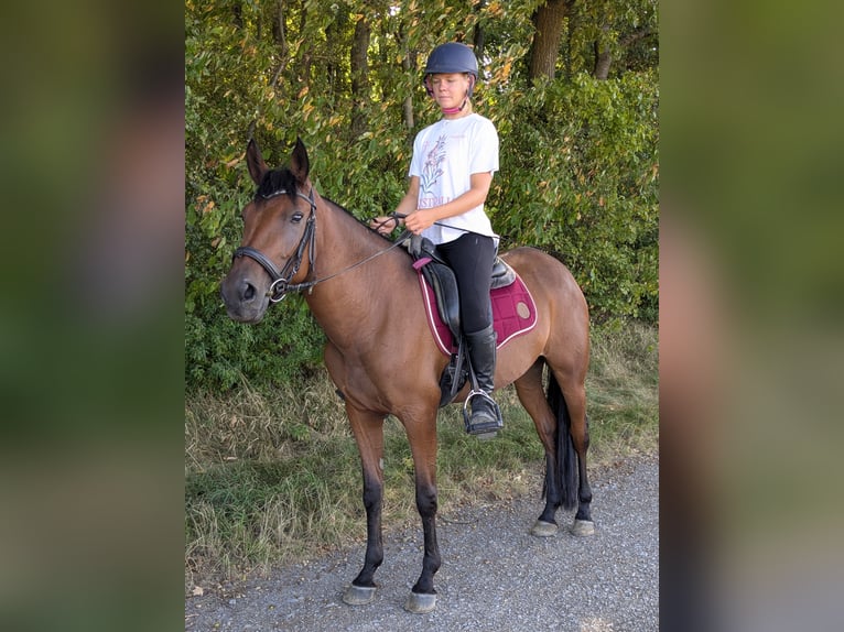 Andalusian Mare 4 years 15 hh Brown in W&#xFC;rzburg