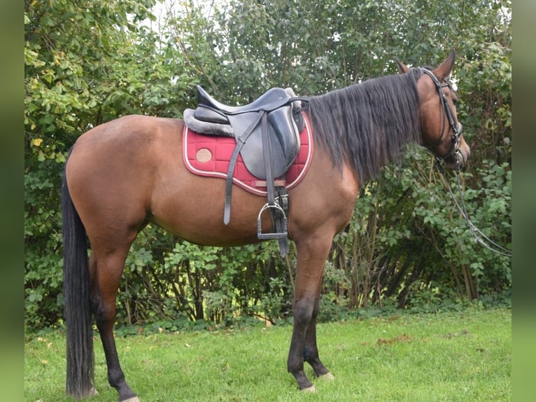 Andalusian Mare 4 years 15 hh Brown in W&#xFC;rzburg