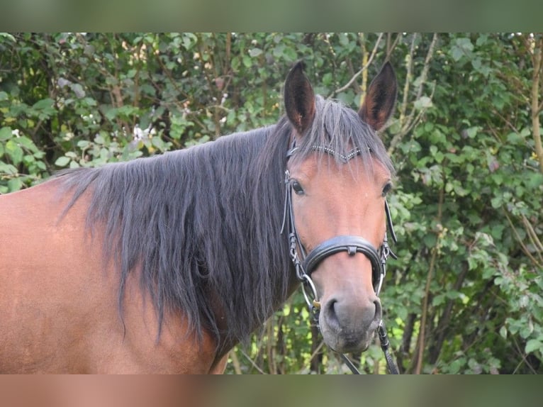 Andalusian Mare 4 years 15 hh Brown in W&#xFC;rzburg