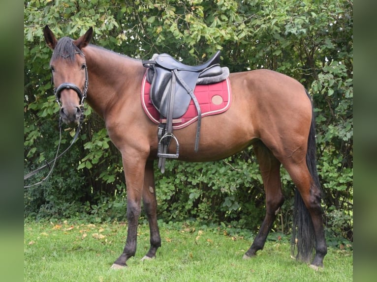 Andalusian Mare 4 years 15 hh Brown in W&#xFC;rzburg