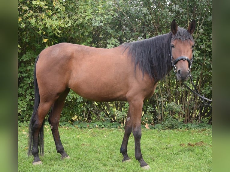 Andalusian Mare 4 years 15 hh Brown in W&#xFC;rzburg