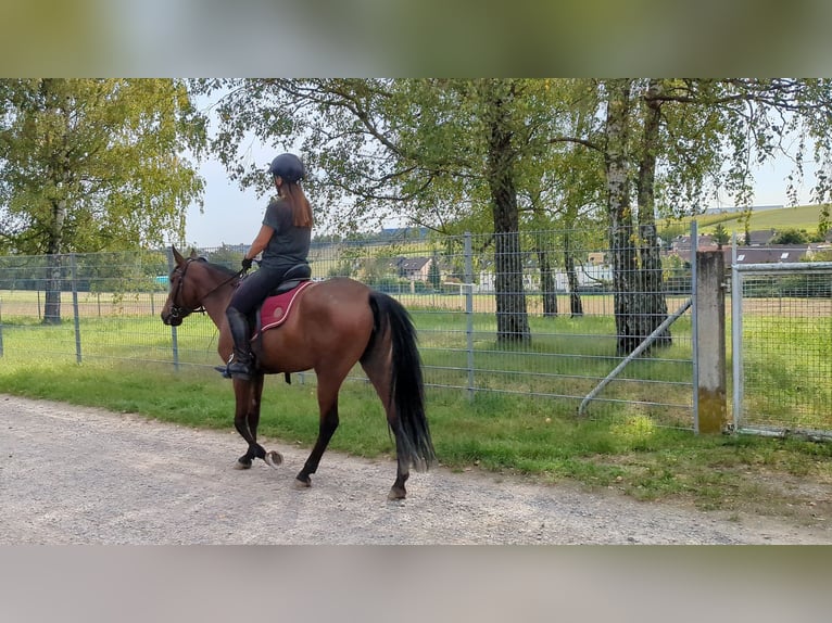 Andalusian Mare 4 years 15 hh Brown in W&#xFC;rzburg