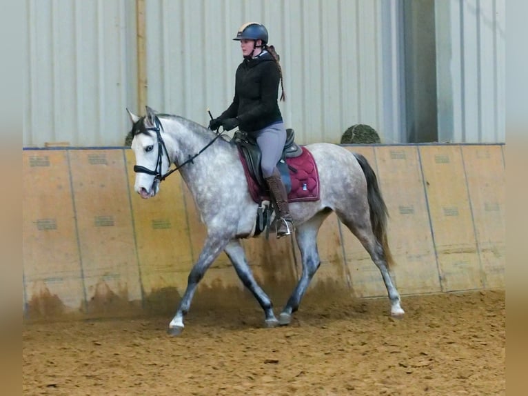 Andalusian Mare 4 years 15 hh Gray in Neustadt (Wied)