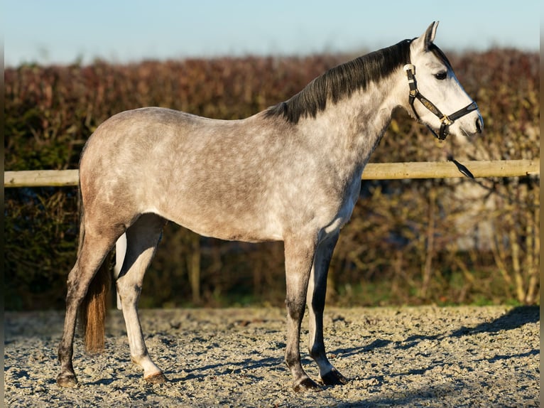 Andalusian Mare 4 years 15 hh Gray in Neustadt (Wied)