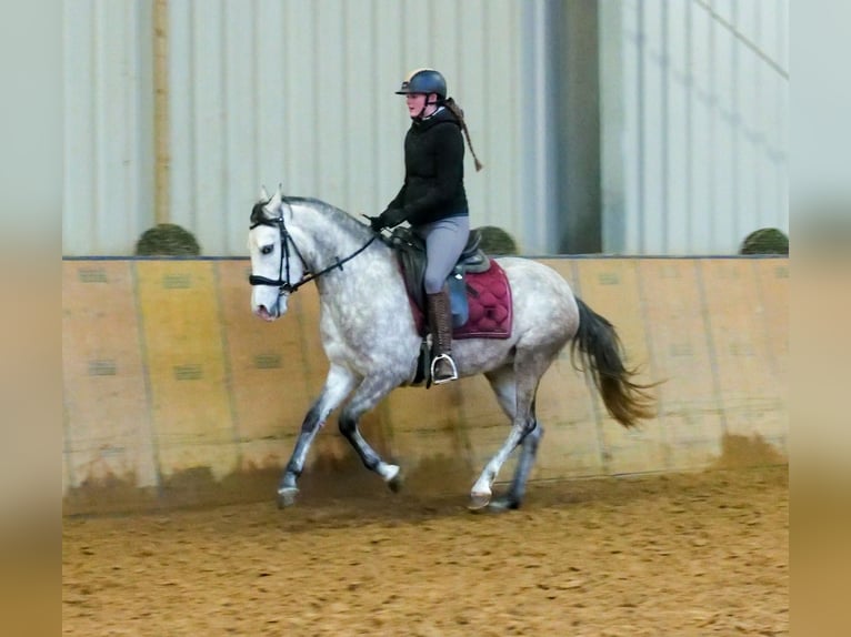 Andalusian Mare 4 years 15 hh Gray in Neustadt (Wied)