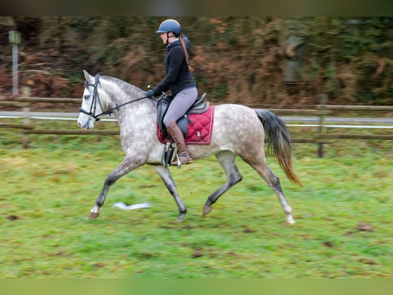 Andalusian Mare 4 years 15 hh Gray in Neustadt (Wied)