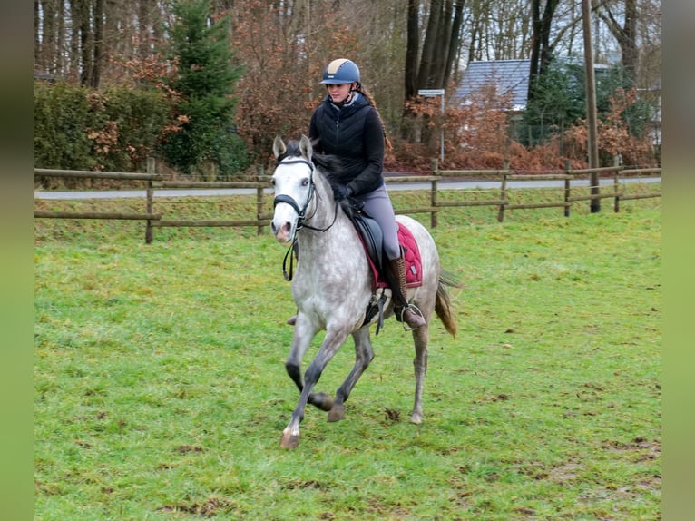 Andalusian Mare 4 years 15 hh Gray in Neustadt (Wied)