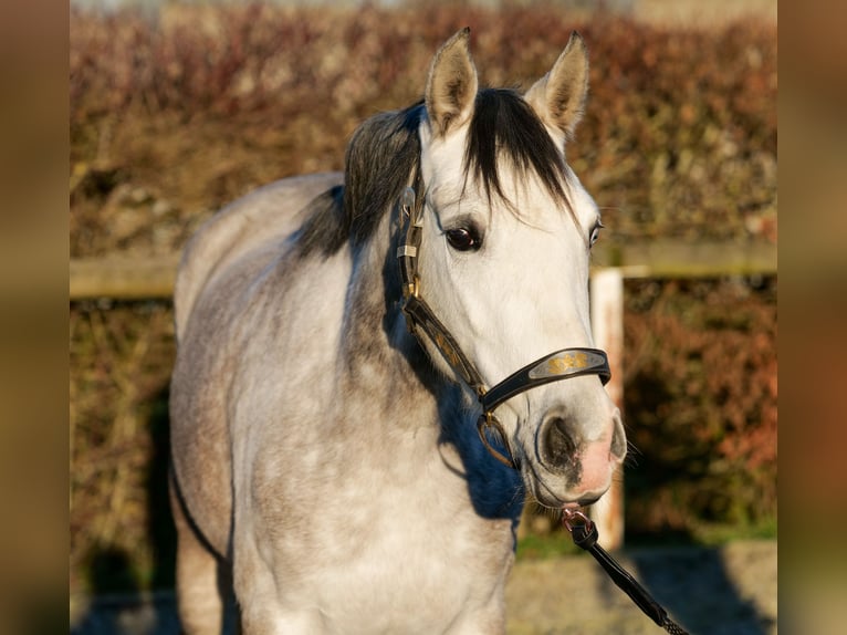 Andalusian Mare 4 years 15 hh Gray in Neustadt (Wied)