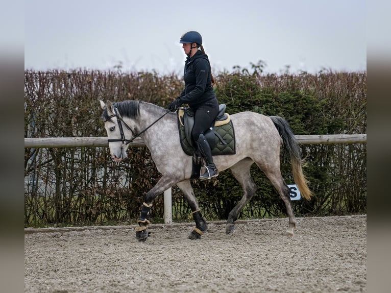 Andalusian Mare 4 years 15 hh Gray in Neustadt (Wied)