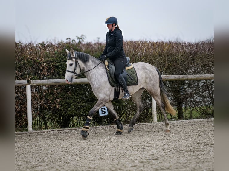 Andalusian Mare 4 years 15 hh Gray in Neustadt (Wied)