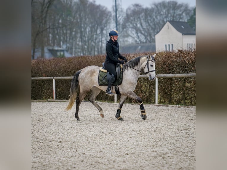 Andalusian Mare 4 years 15 hh Gray in Neustadt (Wied)