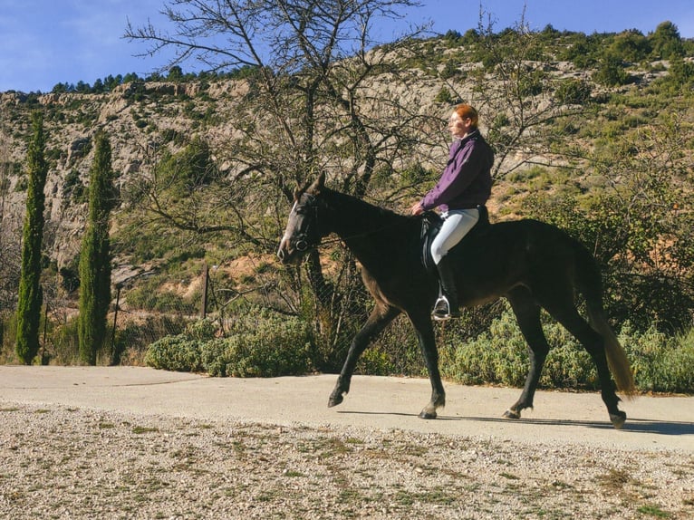 Andalusian Mix Mare 4 years 15 hh Gray in Murcia