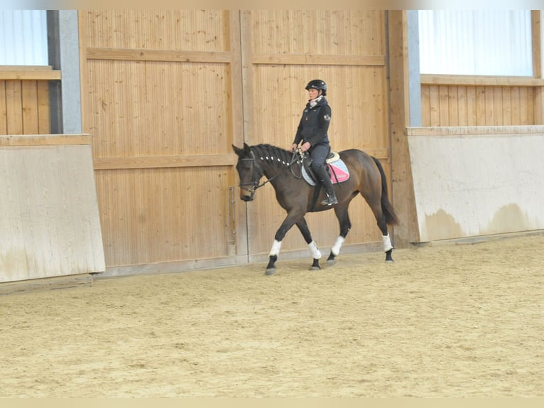 Andalusian Mare 4 years 15,1 hh Bay-Dark in Wellheim
