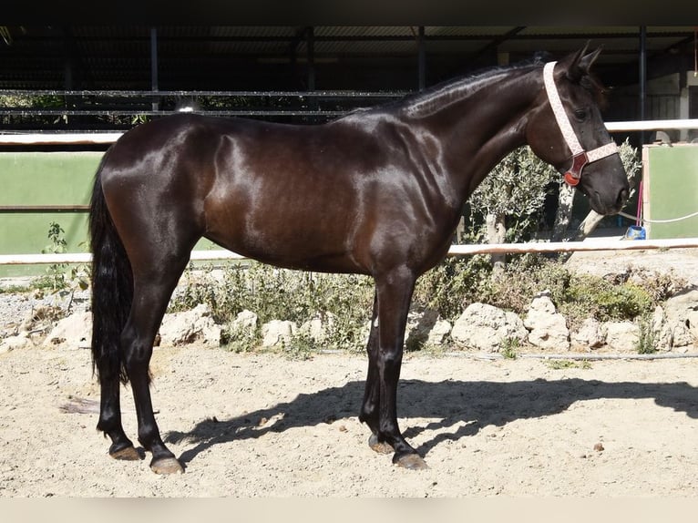 Andalusian Mare 4 years 15,1 hh Black in Provinz Malaga