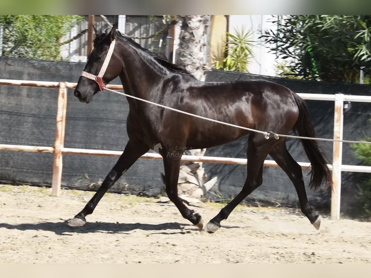 Andalusian Mare 4 years 15,1 hh Black in Provinz Malaga