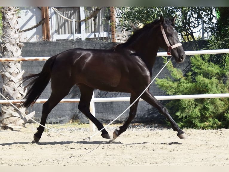 Andalusian Mare 4 years 15,1 hh Black in Provinz Malaga