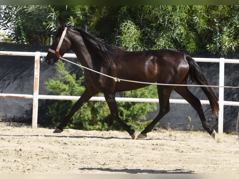 Andalusian Mare 4 years 15,1 hh Black in Provinz Malaga