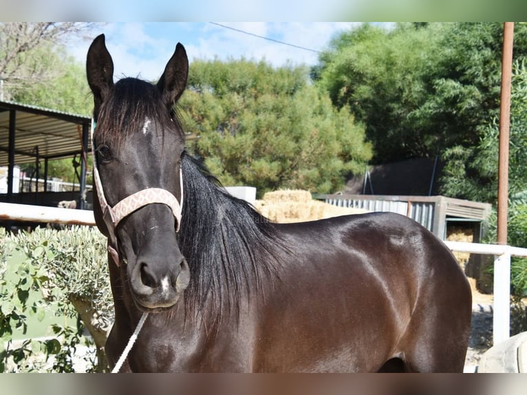 Andalusian Mare 4 years 15,1 hh Black in Provinz Malaga