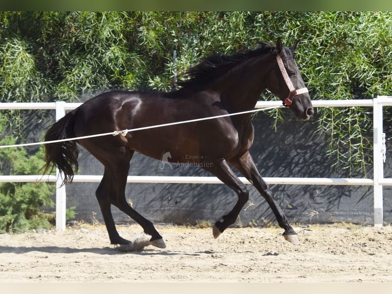 Andalusian Mare 4 years 15,1 hh Black in Provinz Malaga