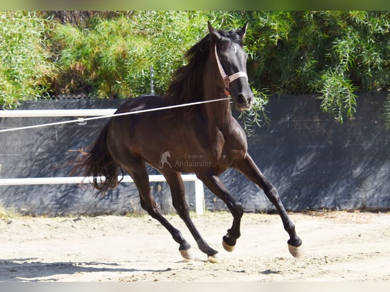 Andalusian Mare 4 years 15,1 hh Black in Provinz Malaga