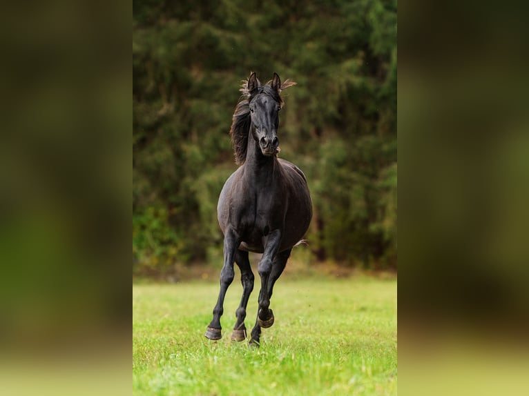 Andalusian Mare 4 years 15,1 hh Black in Augšdaugavas nov.