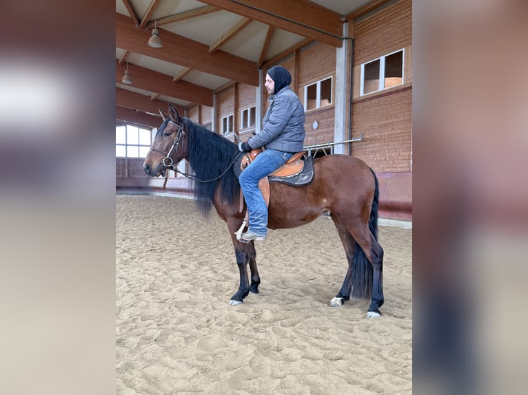 Andalusian Mare 4 years 15,1 hh Brown in Achstetten
