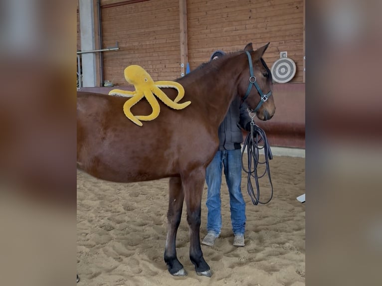 Andalusian Mare 4 years 15,1 hh Brown in Achstetten