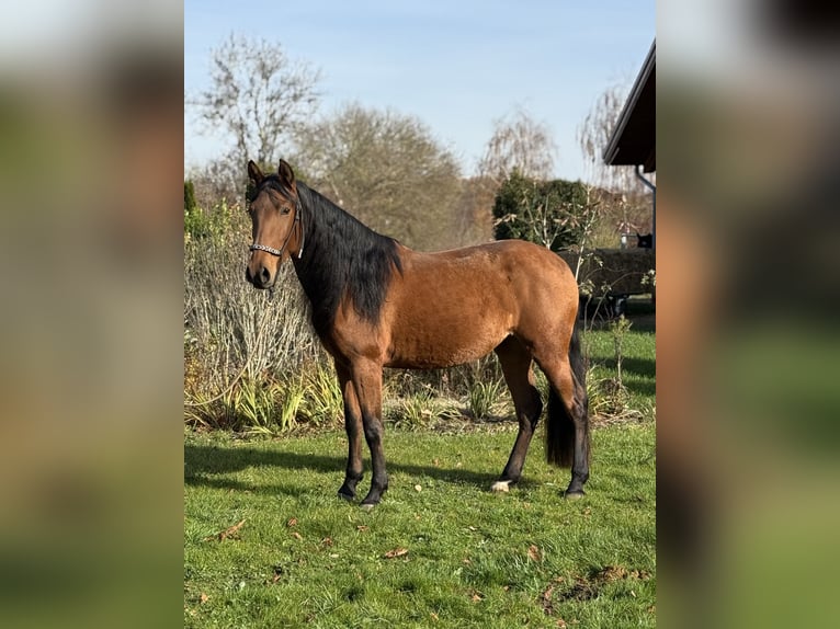 Andalusian Mare 4 years 15,1 hh Brown in Achstetten