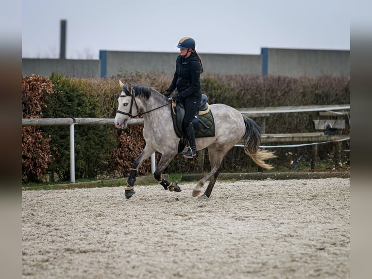 Andalusian Mare 4 years 15,1 hh Gray in Neustadt (Wied)