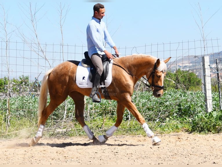 Andalusian Mare 4 years 15,1 hh in Provinz Granada