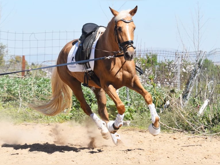 Andalusian Mare 4 years 15,1 hh in Provinz Granada