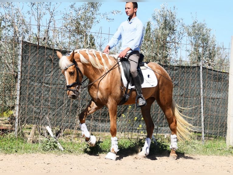 Andalusian Mare 4 years 15,1 hh in Provinz Granada