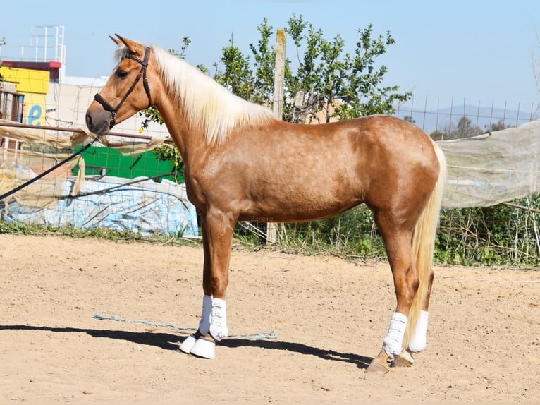 Andalusian Mare 4 years 15,1 hh in Provinz Granada