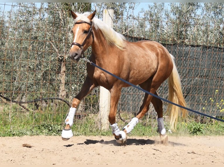 Andalusian Mare 4 years 15,1 hh in Provinz Granada