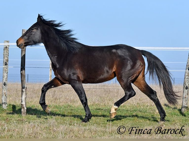 Andalusian Mare 4 years 15,1 hh Smoky-Black in Wiebelsheim