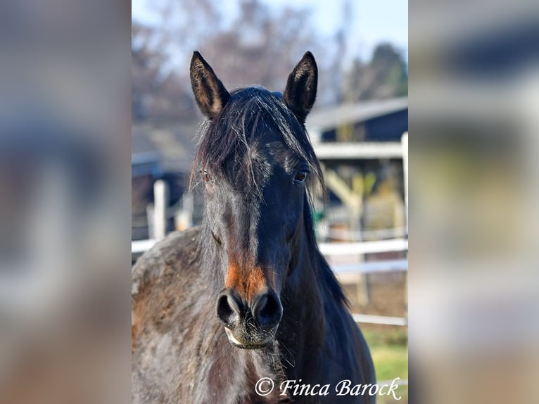 Andalusian Mare 4 years 15,1 hh Smoky-Black in Wiebelsheim