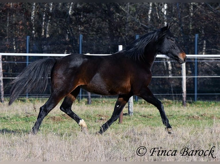 Andalusian Mare 4 years 15,1 hh Smoky-Black in Wiebelsheim
