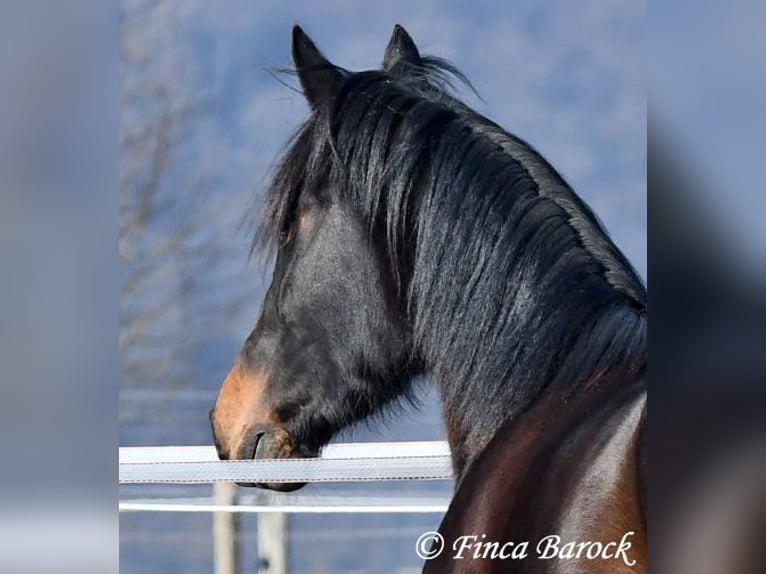 Andalusian Mare 4 years 15,1 hh Smoky-Black in Wiebelsheim