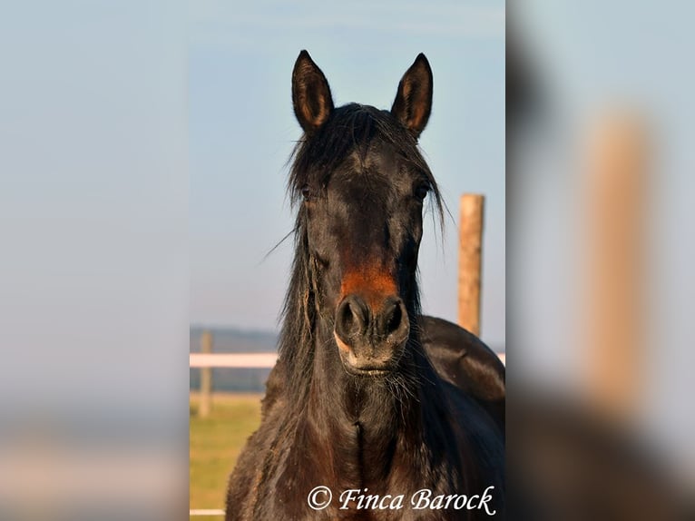 Andalusian Mare 4 years 15,1 hh Smoky-Black in Wiebelsheim
